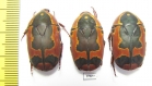 Pachnoda trimaculata - INSECTS-STORE.RU