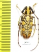 Cerambycidae sp., Thailand - INSECTS-STORE.RU