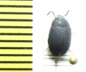 Platydema tricuspis  Cambodia - INSECTS-STORE.RU