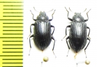 Tenebrionidae sp.  Malaysia, Borneo - INSECTS-STORE.RU