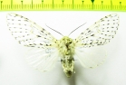 Erebidae sp.  Bolivia - INSECTS-STORE.RU