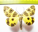 Pantherodes conglomerata  Peru - INSECTS-STORE.RU