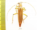 Malacopterus sp.  Ecuador - INSECTS-STORE.RU