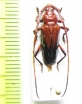 Oxymeru basalis  Brasilia - INSECTS-STORE.RU