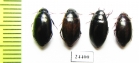 Dytiscidae sp.  Lebanon - INSECTS-STORE.RU