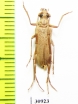 Apatophysis serricornis  Mongolia - INSECTS-STORE.RU