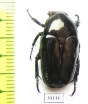 Thaumastopeus inexpectatus  Philippines - INSECTS-STORE.RU