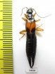 Dermaptera sp.  Ecuador - INSECTS-STORE.RU