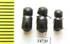 Bostrichidae sp.  Ethiopia - INSECTS-STORE.RU