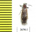 Cleridae sp.  South Africa Rep. - INSECTS-STORE.RU