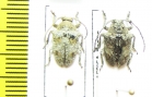 Cerambycidae sp.  Congo - INSECTS-STORE.RU