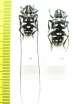 Agnia eximia, pair  Indonesia, Java - INSECTS-STORE.RU