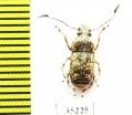 Anthribidae sp.  Sri Lanka - INSECTS-STORE.RU