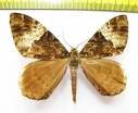 Geometridae sp.  Nepal - INSECTS-STORE.RU