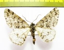 Phigalia djakonovi  Russia, Far East - INSECTS-STORE.RU