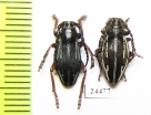 Dorcadion anatolicum, pair  Turkey - INSECTS-STORE.RU