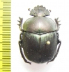 Kheper cupreus  South Africa Rep. - INSECTS-STORE.RU