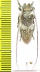 Oncideres miniata  Brasilia - INSECTS-STORE.RU