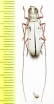 Olenecamptus riparius  Russia, Far East - INSECTS-STORE.RU