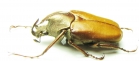 Theodosia maindoroni kaorui  Indonesia, Sumatra - INSECTS-STORE.RU