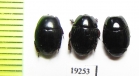 Histeridae sp.  Senegal - INSECTS-STORE.RU