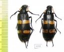Meloidae sp.  South Africa Rep. - INSECTS-STORE.RU