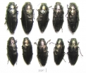 Buprestis haemorrhoidalis  Russia, Tver reg. - INSECTS-STORE.RU