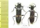 Cleridae sp.  South Africa Rep. - INSECTS-STORE.RU