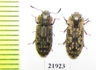 Trogossitidae sp.  New Caledonia - INSECTS-STORE.RU