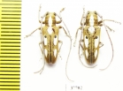 Prosopocera sp.  South Africa Rep. - INSECTS-STORE.RU