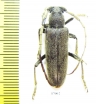 Cerambycidae sp.  South Africa Rep. - INSECTS-STORE.RU