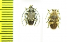 Cerambycidae sp.  Congo - INSECTS-STORE.RU
