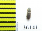 Zopheridae sp.  Thailand - INSECTS-STORE.RU