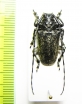 Coptops annulipes  Thailand - INSECTS-STORE.RU