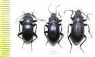 Helops caeruleus caeruleus, pair  Italy - INSECTS-STORE.RU