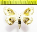 Problepsis phoebearia  Russia, Far East - INSECTS-STORE.RU