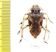 Cerambycidae sp.  Ecuador - INSECTS-STORE.RU
