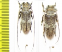Oncideres miniata, pair  Brasilia - INSECTS-STORE.RU