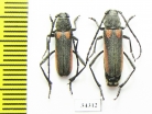 Anoplistes agababiani, pair  Armenia - INSECTS-STORE.RU