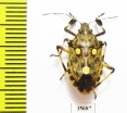 Hemiptera sp.  Zambia - INSECTS-STORE.RU