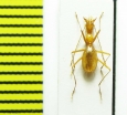 Aphaenops tiresias tisiphone  France - INSECTS-STORE.RU