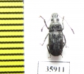 Anthribidae sp.  Tanzania - INSECTS-STORE.RU