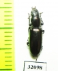 Trogossitidae sp.  Peru - INSECTS-STORE.RU