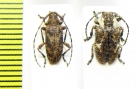 Cerambycidae sp.  Congo - INSECTS-STORE.RU