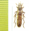 Dissaporus cylindricus  Tanzania - INSECTS-STORE.RU