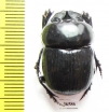 Catharsius sp.  Zambia - INSECTS-STORE.RU