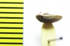 Orchesia fusiformis  Russia, Far East - INSECTS-STORE.RU