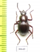 Tenebrionidae sp.  Indonesia, Kalimantan - INSECTS-STORE.RU