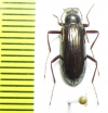 Tenebrionidae sp.  Malaysia - INSECTS-STORE.RU