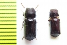 Bostrichidae sp.  Indonesia, Papua - INSECTS-STORE.RU